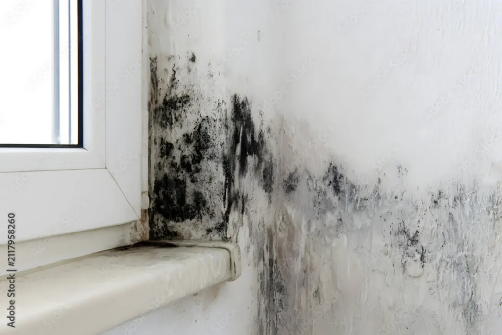 Wilmington, NC Mold Remediation