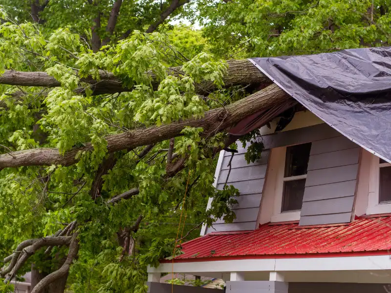 Large tree branches fallen on a house roof covered partially with a tarp.