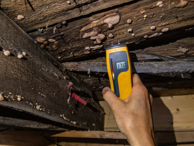 Hand holding a moisture meter measuring damp wood with mold growth.