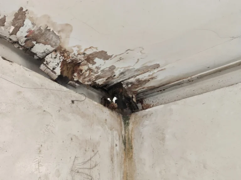 Water-damaged ceiling corner with peeling paint and mold stains.