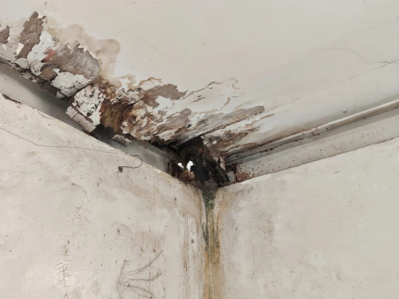 Water-damaged ceiling corner with peeling paint and mold stains.
